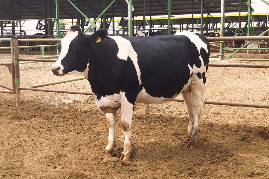 Kars Simental Düve Fiyatları ve Özellikleri | Damızlıkta Kalite ve Güven